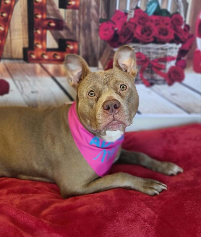 Picture of the Animal Listed